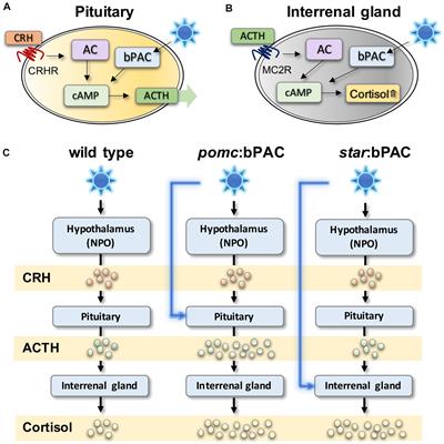 The Effects of Early Life Stress on the Brain and Behaviour: Insights From Zebrafish Models